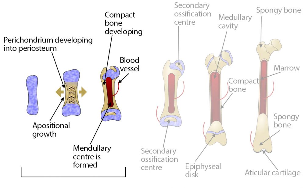 Primary ossification - diagram showing visual representation of the text